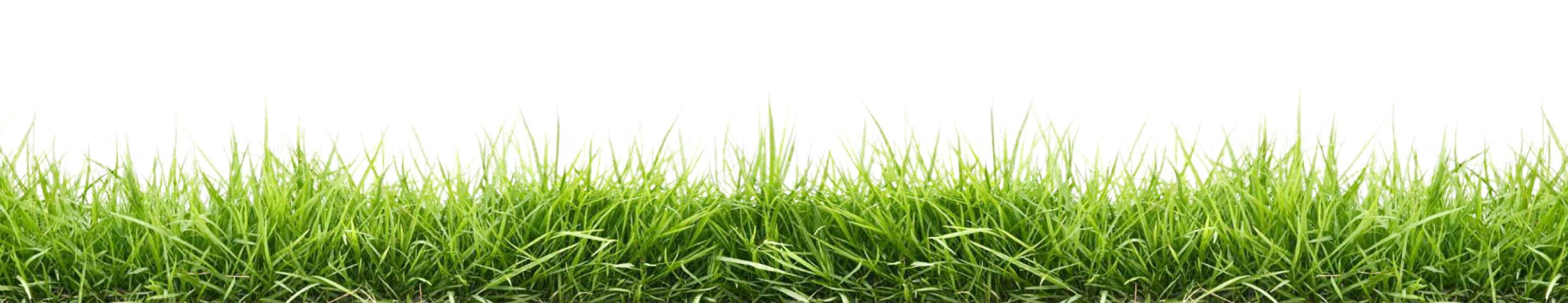 grass