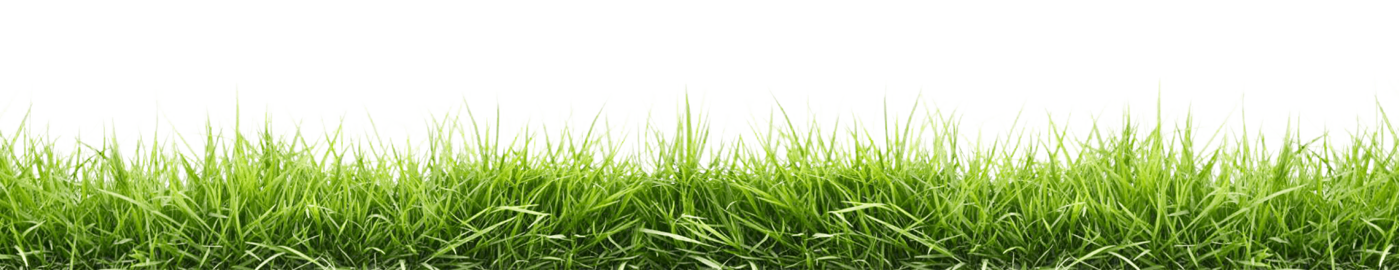 grass